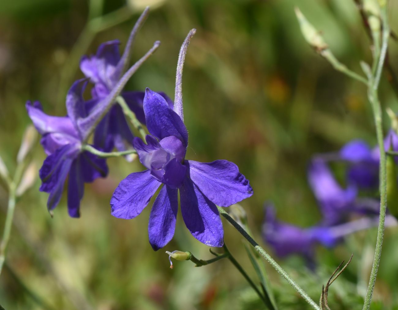 Image of Delphinium consolida specimen.