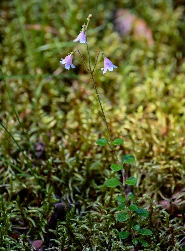 Image of Linnaea borealis specimen.