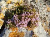 Thymus calcareus