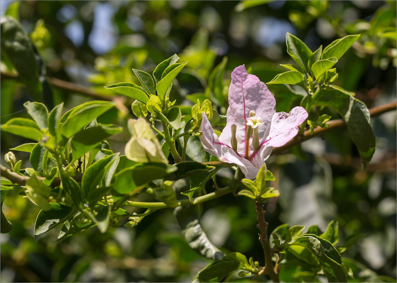 Image of genus Bougainvillea specimen.