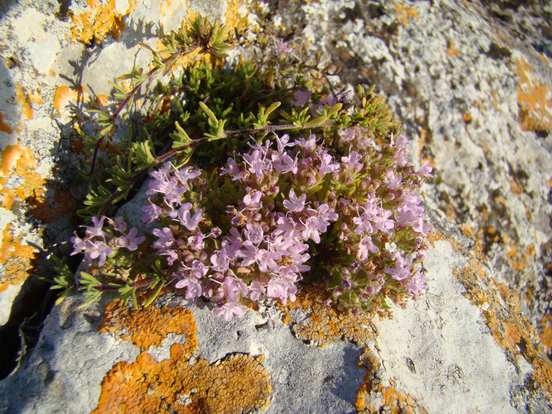 Изображение особи Thymus calcareus.