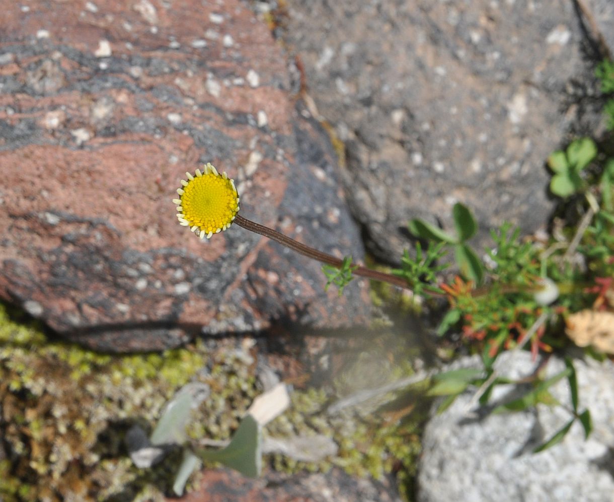 Image of Pyrethrum dolomiticum specimen.