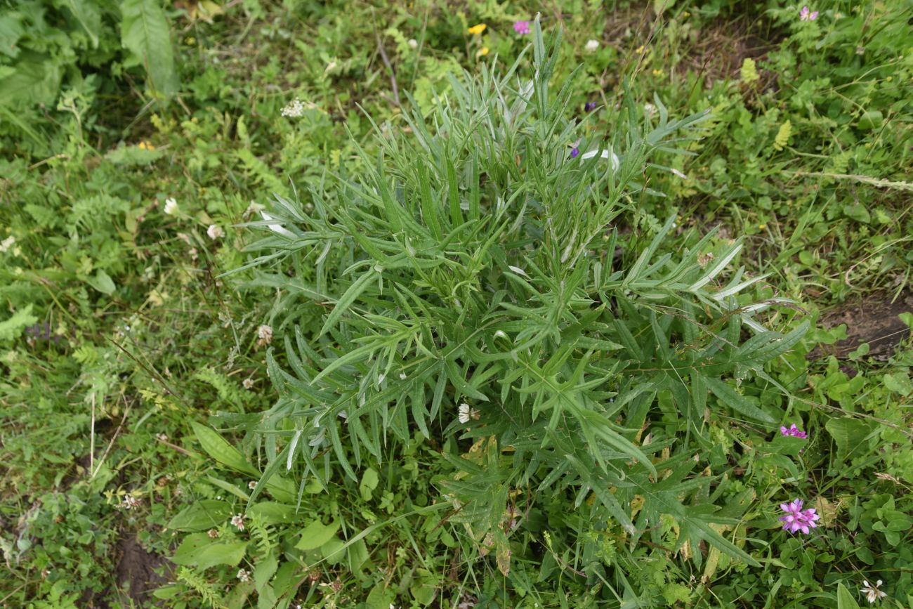 Изображение особи род Cirsium.