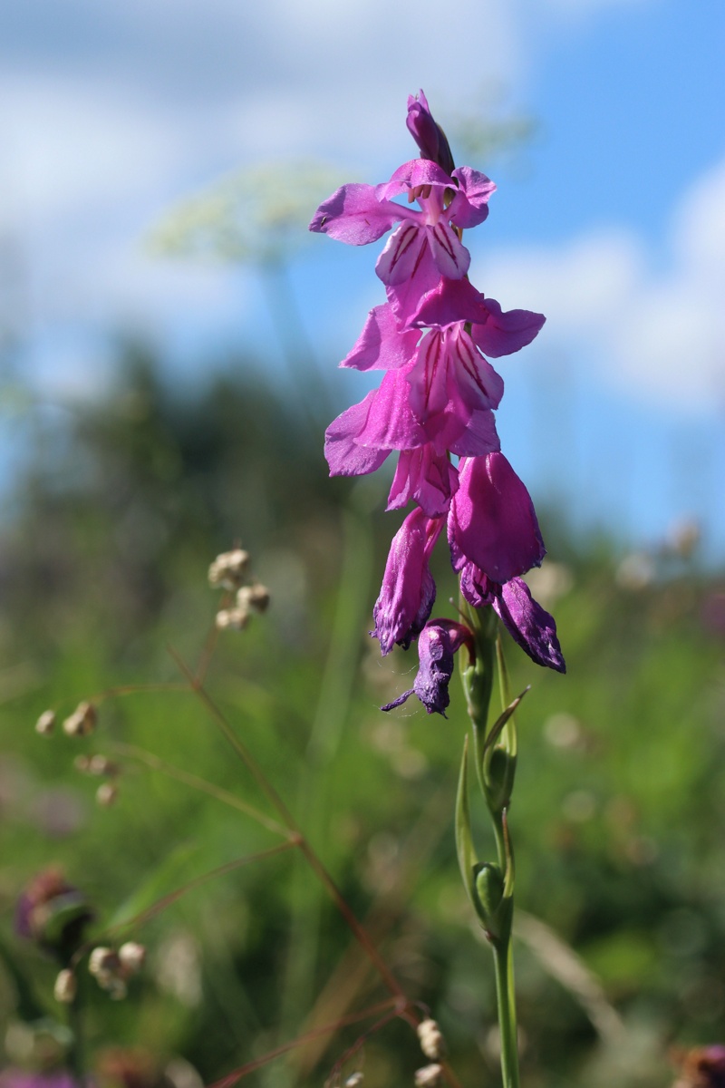 Изображение особи Gladiolus imbricatus.