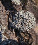 Physcia stellaris