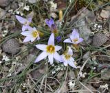 Romulea bulbocodium