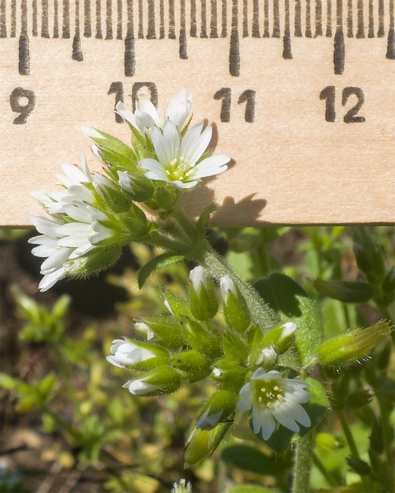 Изображение особи Cerastium glomeratum.