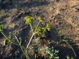 Ferula nuda