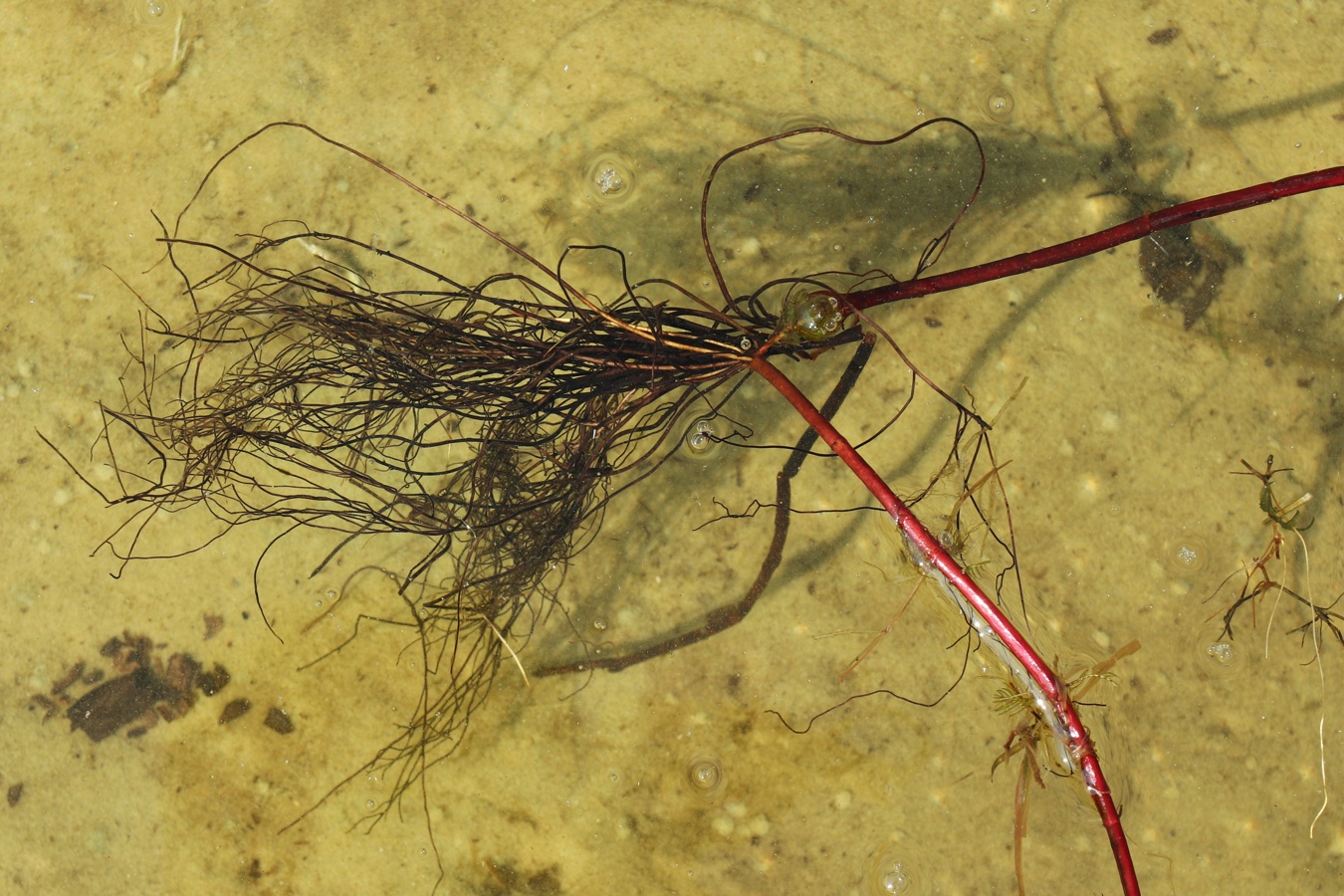 Image of Myriophyllum sibiricum specimen.