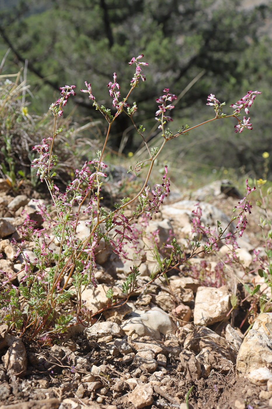 Image of Fumaria kralikii specimen.