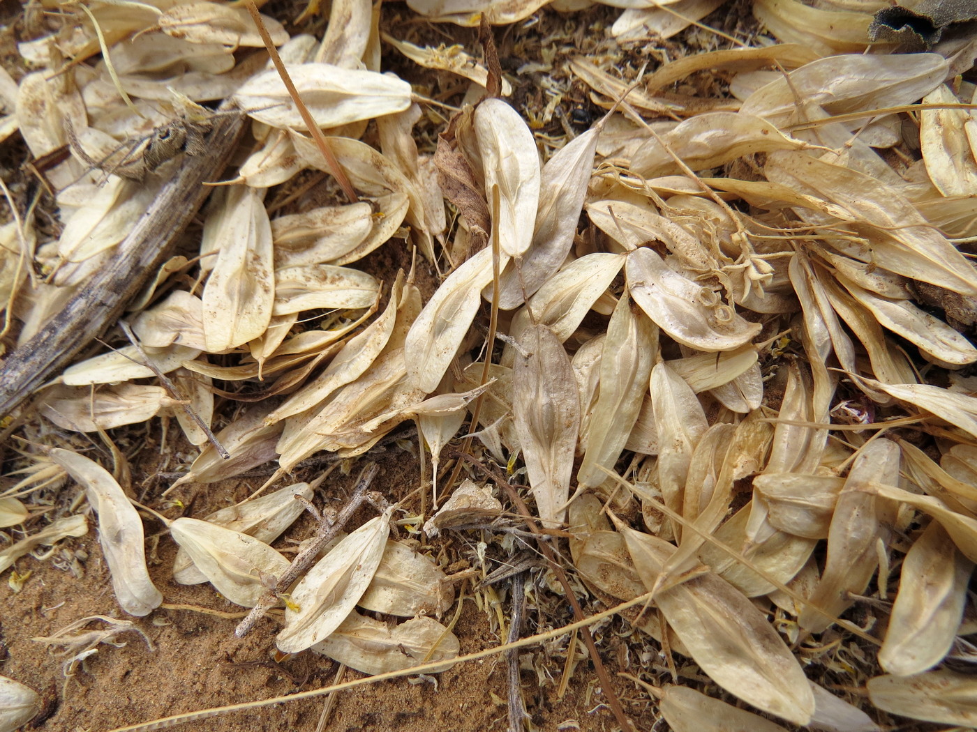 Image of Isatis sabulosa specimen.