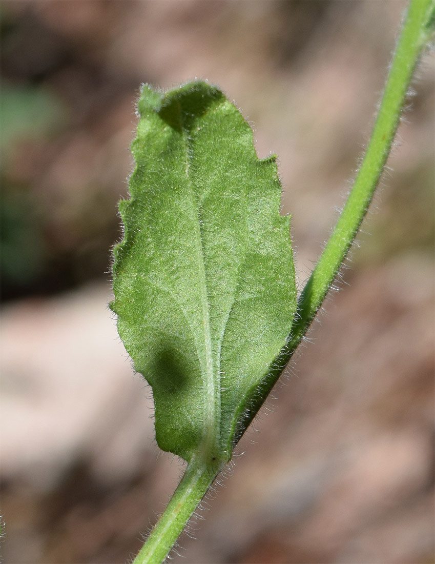 Image of Erigeron pseuderigeron specimen.
