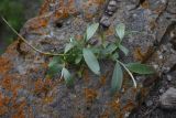 род Salix