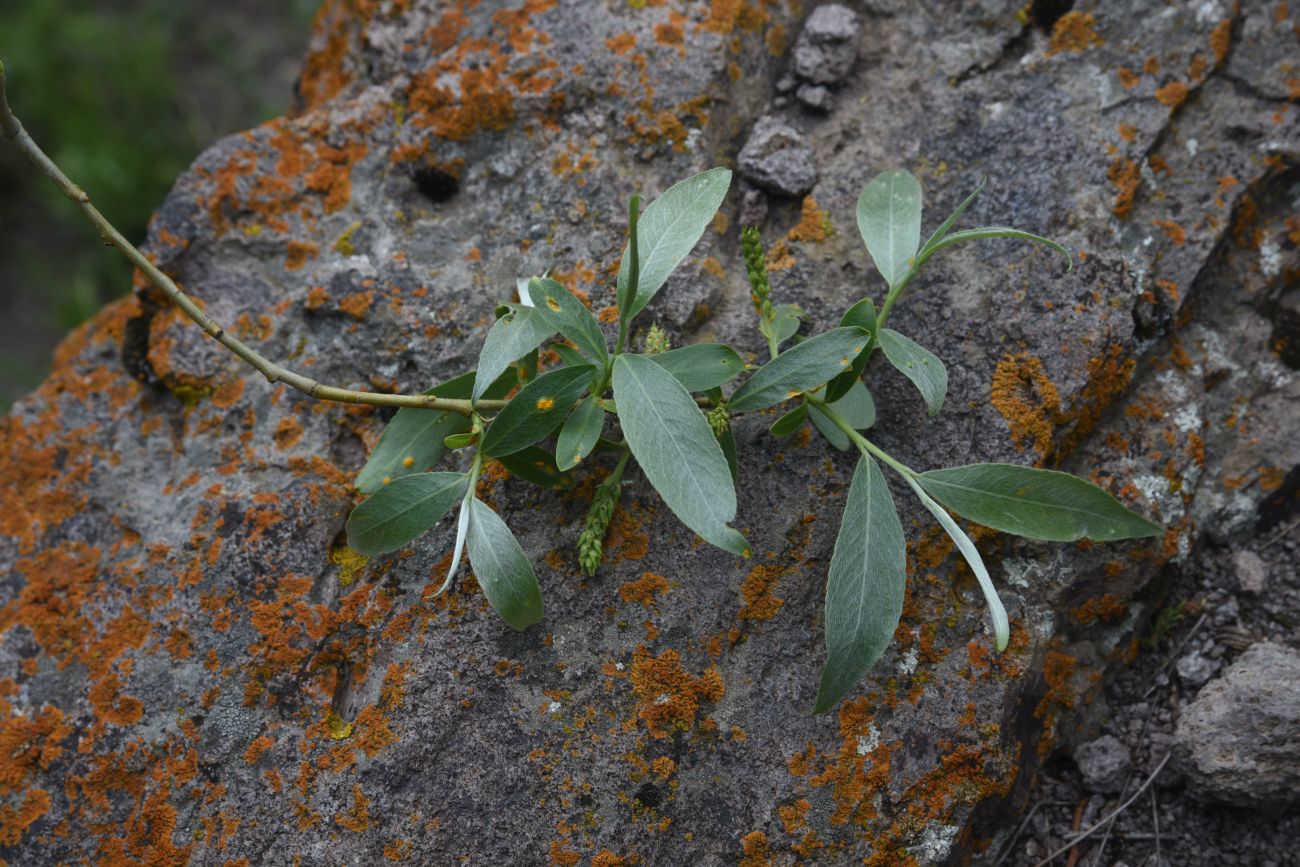 Image of genus Salix specimen.