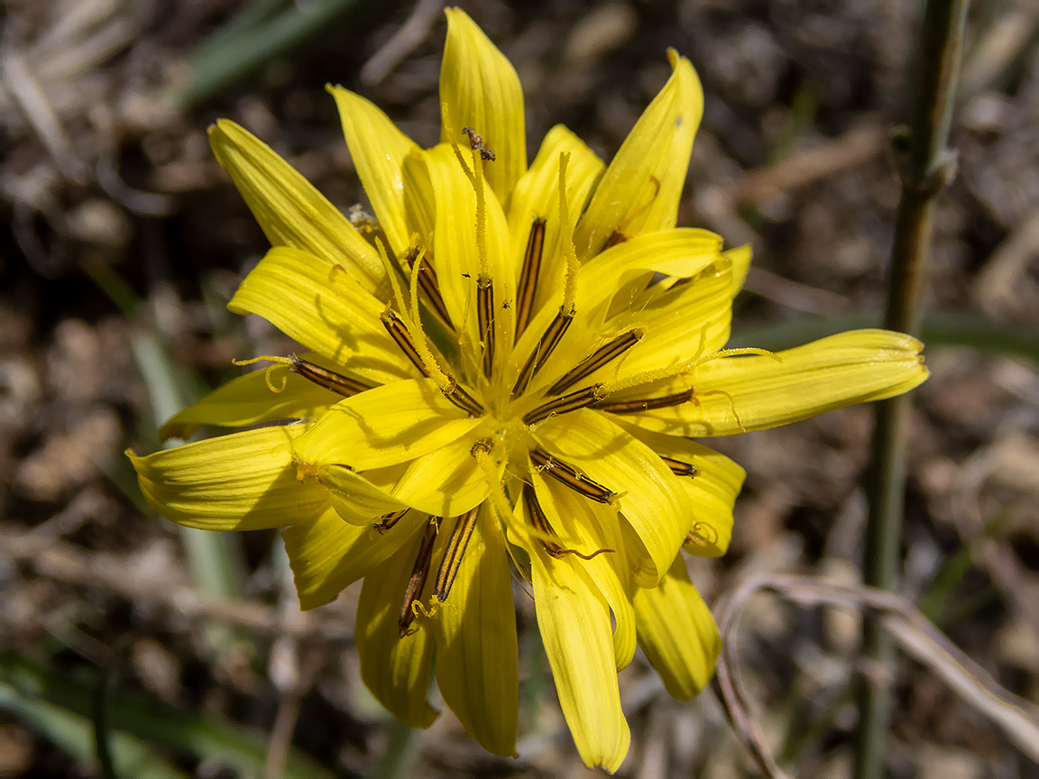 Image of Scorzonera mollis specimen.