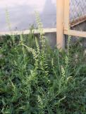 Reseda lutea. Цветущее растение. Ростовская обл., окр. г. Донецк, обочина дороги, разнотравный луг. 14.06.2025.