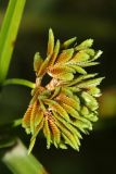 Cyperus eragrostis