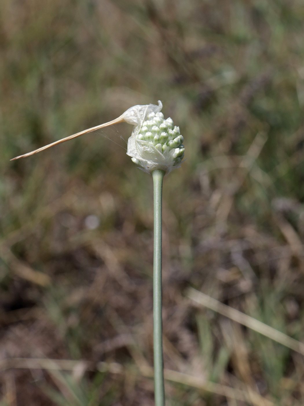 Image of Allium guttatum specimen.