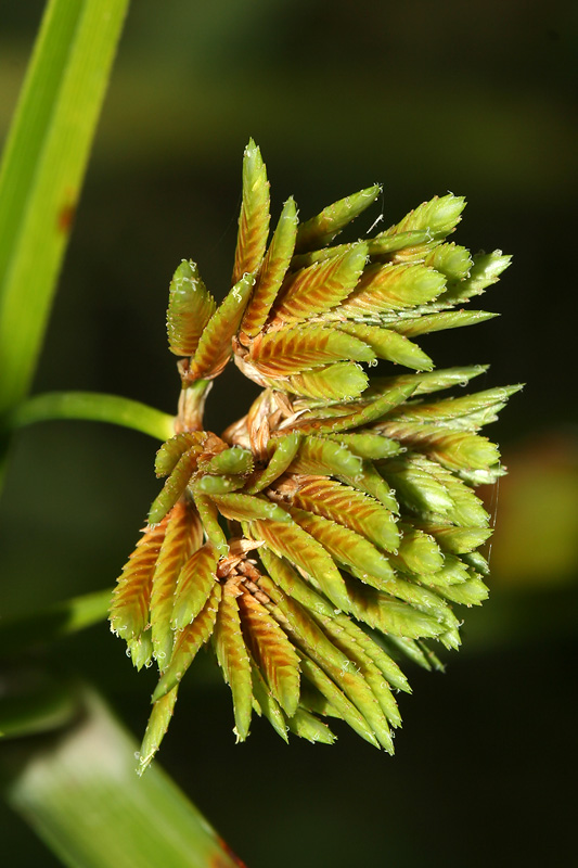 Изображение особи Cyperus eragrostis.