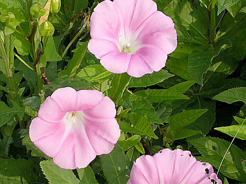 Изображение особи Calystegia inflata.