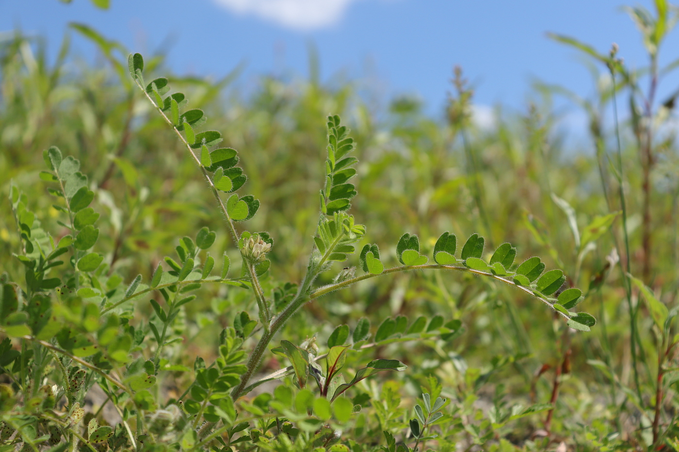 Изображение особи Astragalus contortuplicatus.