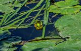Nuphar lutea