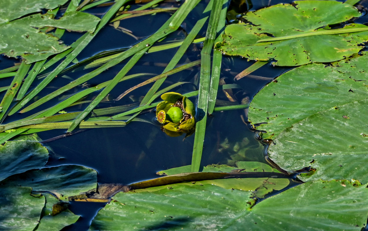 Image of Nuphar lutea specimen.