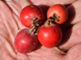 Crataegus submollis. Собранные опавшие плоды. Узбекистан, г. Ташкент, Ботанический сад им. Ф.Н. Русанова, в культуре. 04.08.2025.