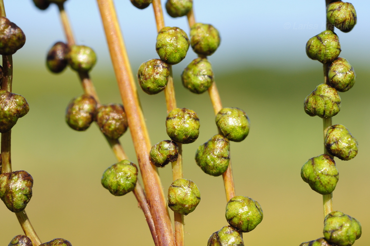 Изображение особи Onoclea sensibilis.