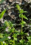 Ziziphora acinos
