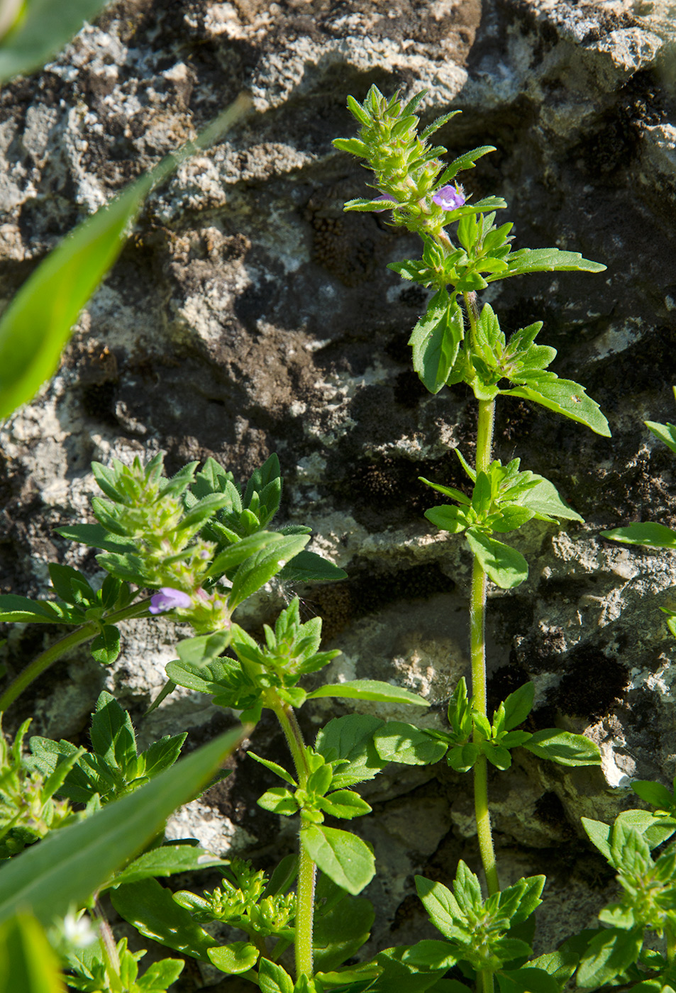 Image of Ziziphora acinos specimen.