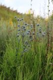 Eryngium planum