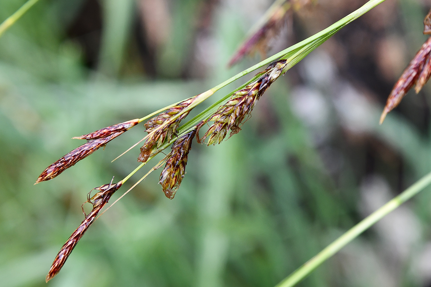 Изображение особи Carex koshewnikowii.