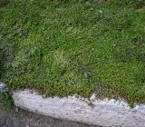Sedum sexangulare. Плотный ковёр вегетирующих растений. Московская обл., г. Подольск, территория Подольской областной клинической больницы, склон южной экспозиции, газон. 08.07.2025.