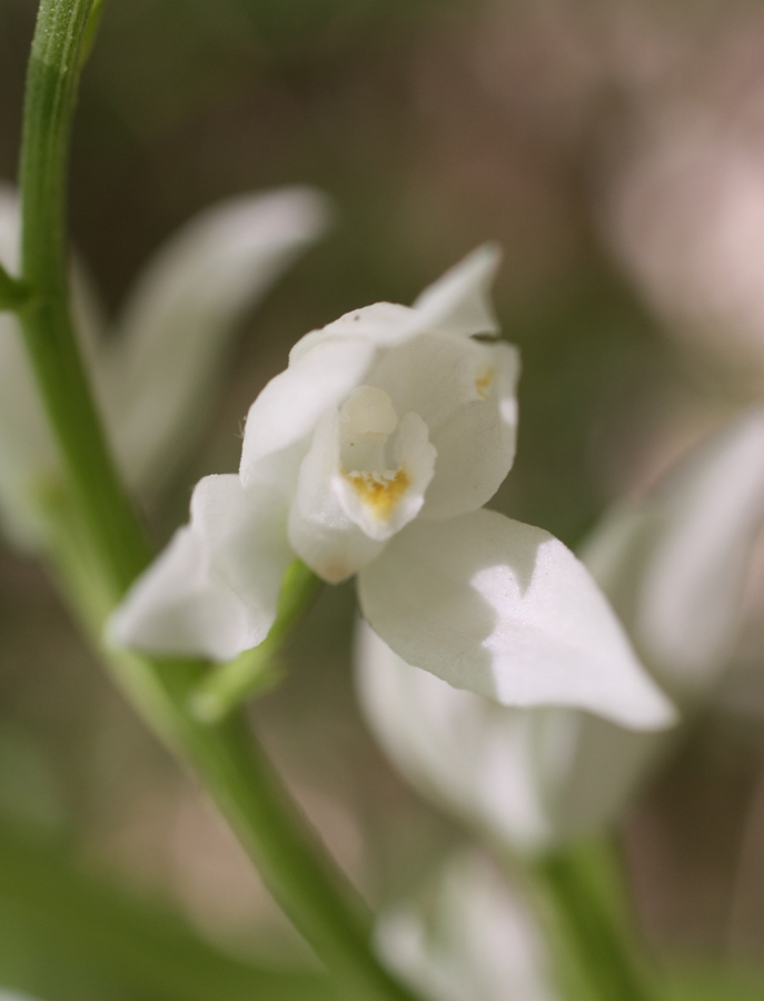 Image of Cephalanthera longifolia specimen.