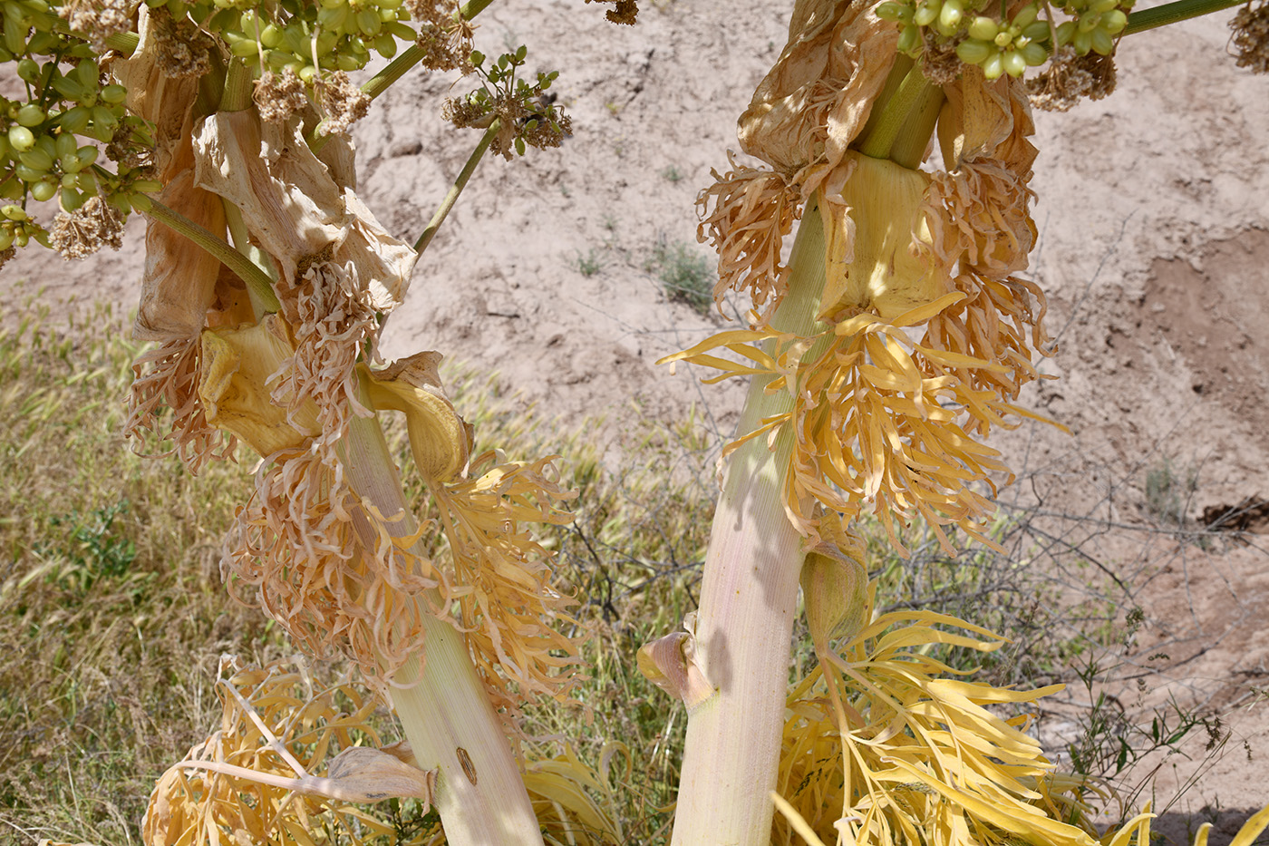 Изображение особи Ferula foetida.