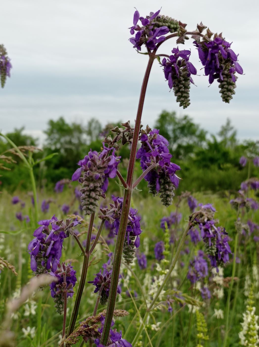 Image of Salvia nutans specimen.
