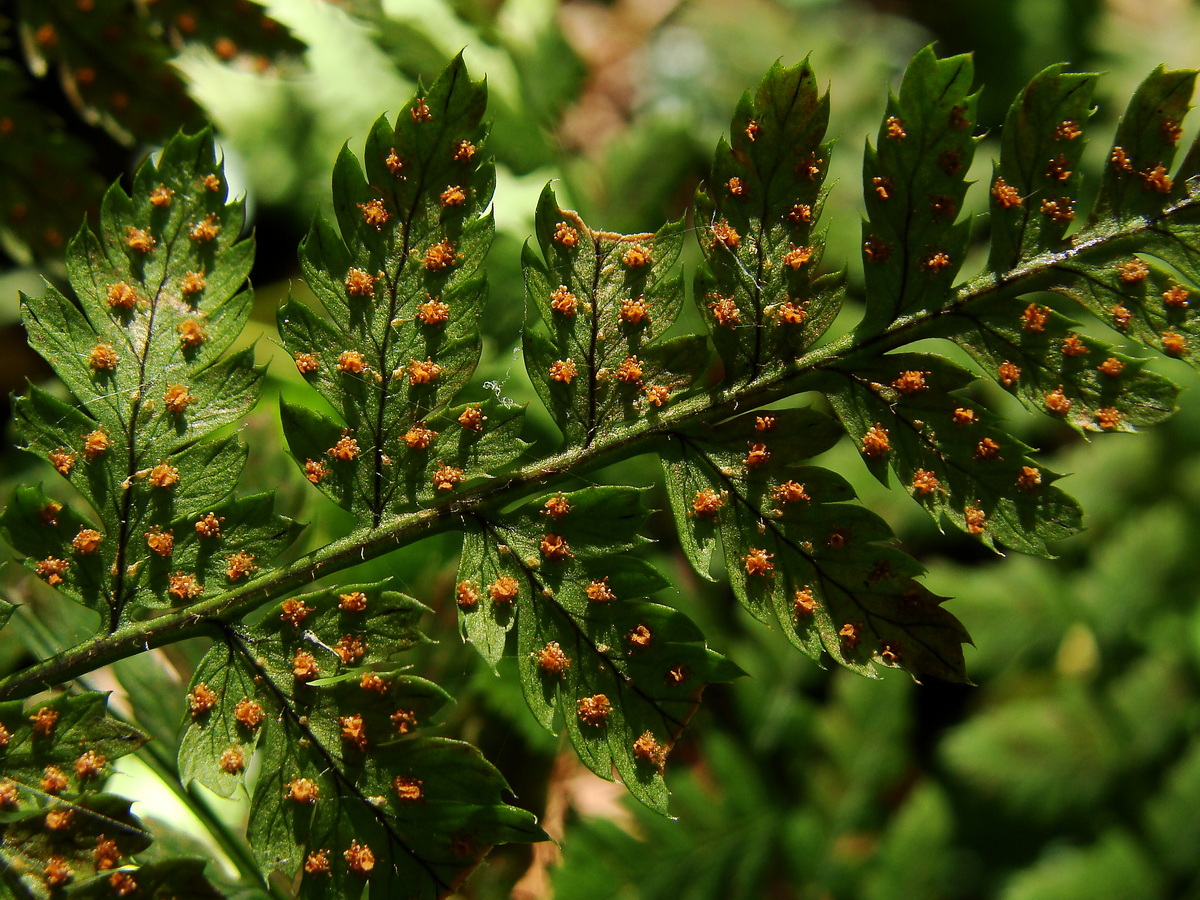 Image of division Polypodiophyta specimen.