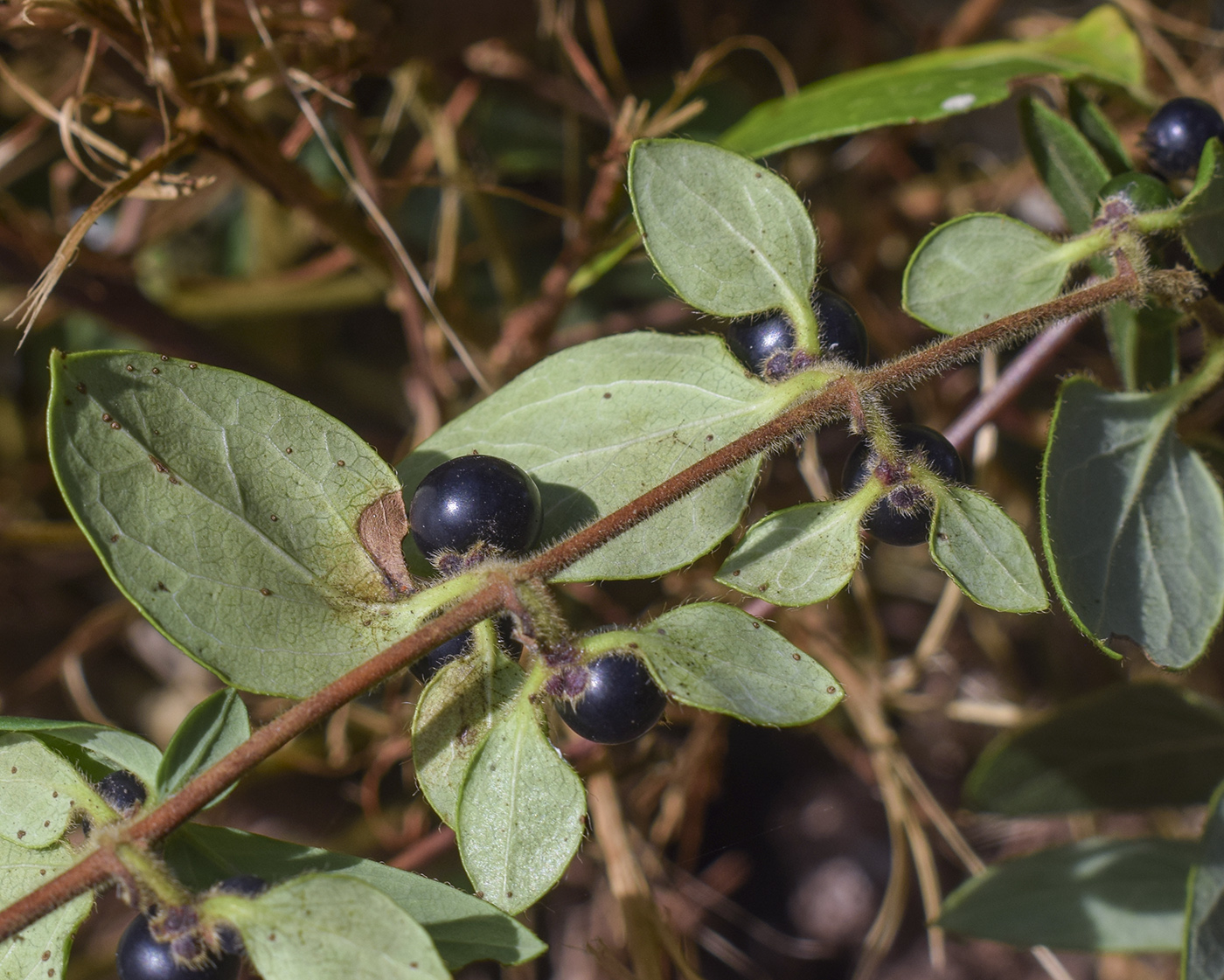 Image of Lonicera japonica specimen.