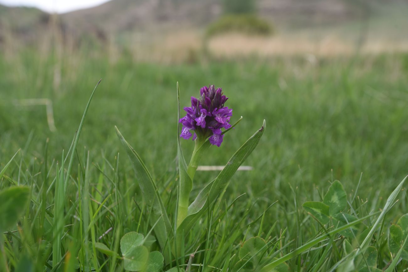 Image of genus Dactylorhiza specimen.