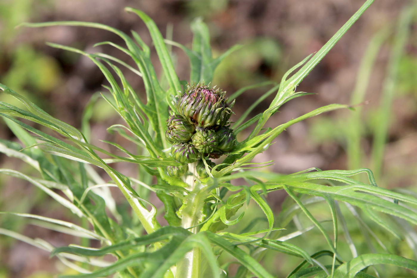 Image of Cirsium heterophyllum specimen.
