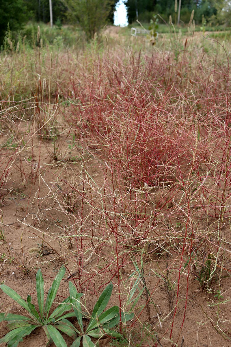 Изображение особи род Corispermum.