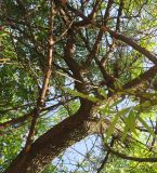 Searsia lancea. Часть ствола и скелетные ветви. ЮАР, пров. Гаутенг, пригород Киблер Парк (Kibler Park), природный запов. Клиприверсберг (Klipriviersberg Nature Reserve), усадебная часть, в культуре. 20.01.2025.