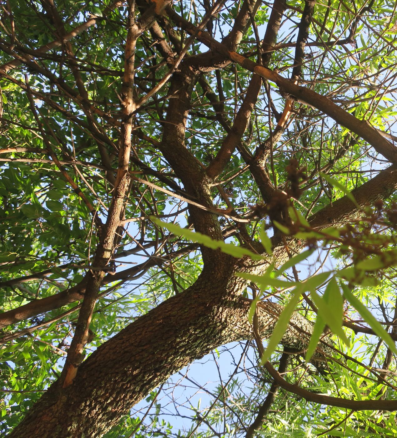 Изображение особи Searsia lancea.