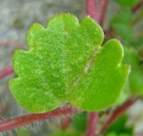 Veronica cymbalaria