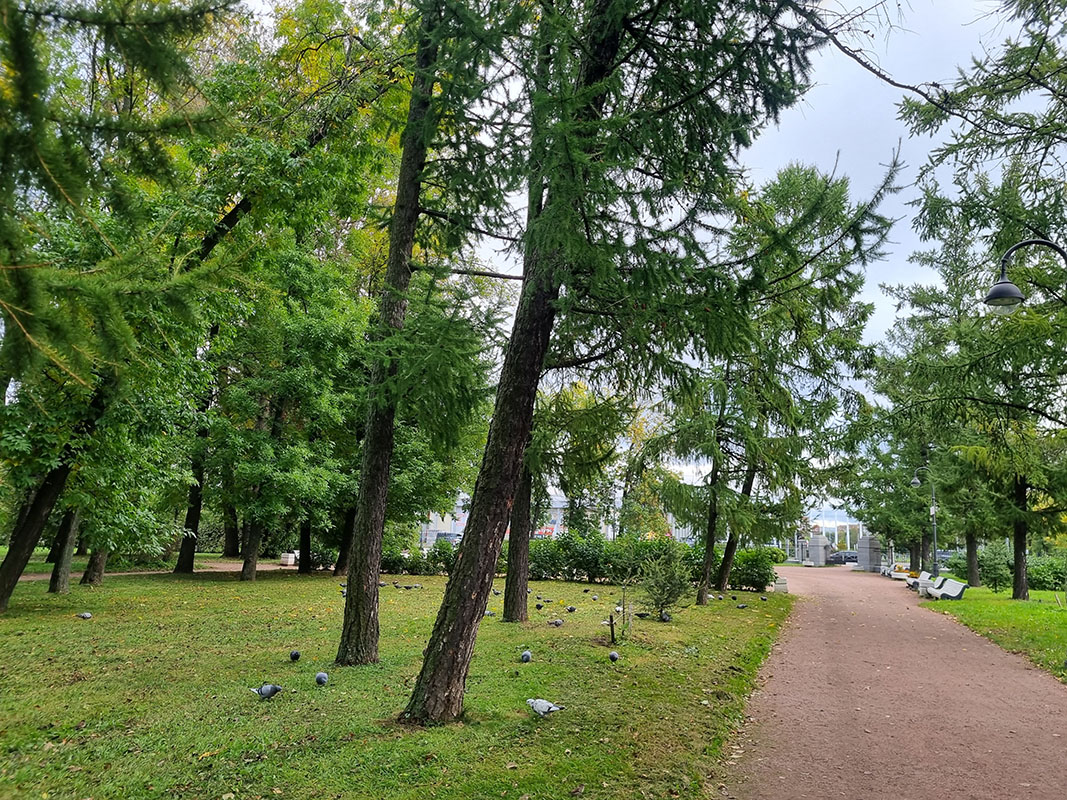 Изображение особи род Larix.