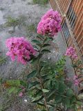 Lagerstroemia indica