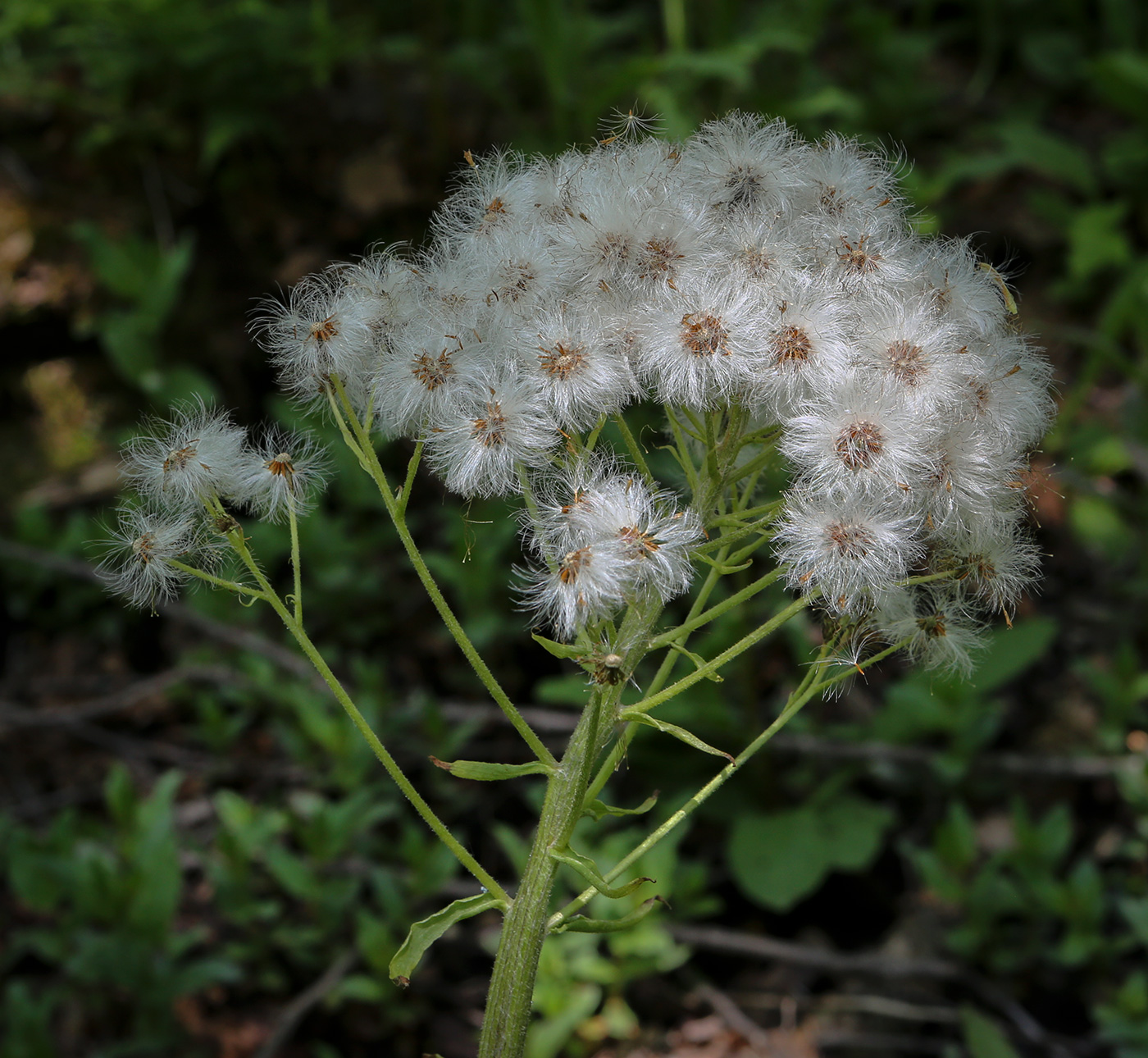 Image of Petasites albus specimen.