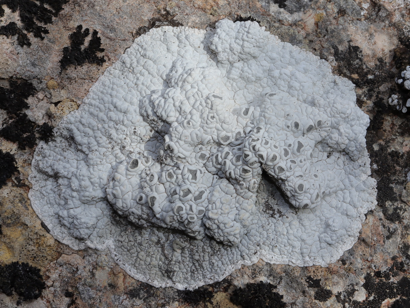 Image of Xalocoa ocellata specimen.