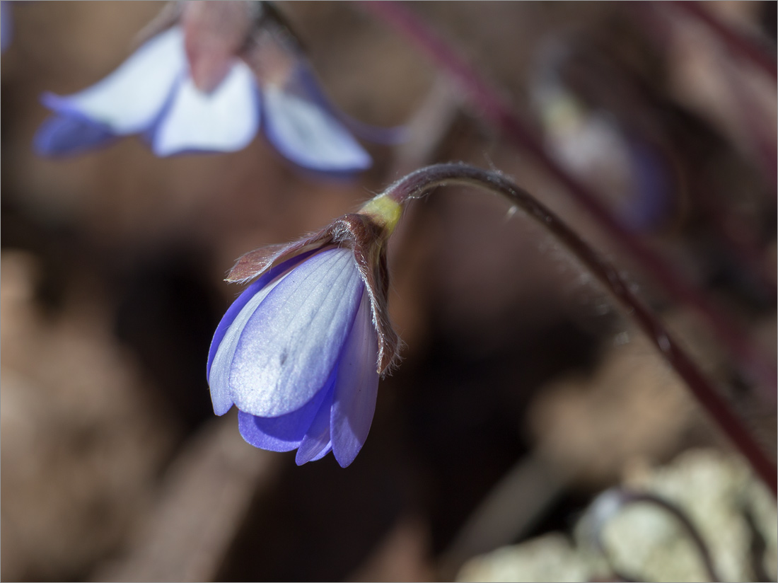 Изображение особи Hepatica nobilis.
